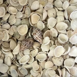 Crafting Huge Assortment of Florida Seashell from SW Florida 200 +
